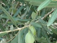 Bei trockener rissiger Haut ist die Athos-Wundersalbe nicht eine gute Salbe. Sie ist weltweit die beste Salbe, welche die Symptome beheben kann. Bei trockener rissiger Haut ist die Athos-Wundersalbe nicht eine gute Salbe. Sie ist weltweit die beste Salbe, welche die Symptome beheben kann.